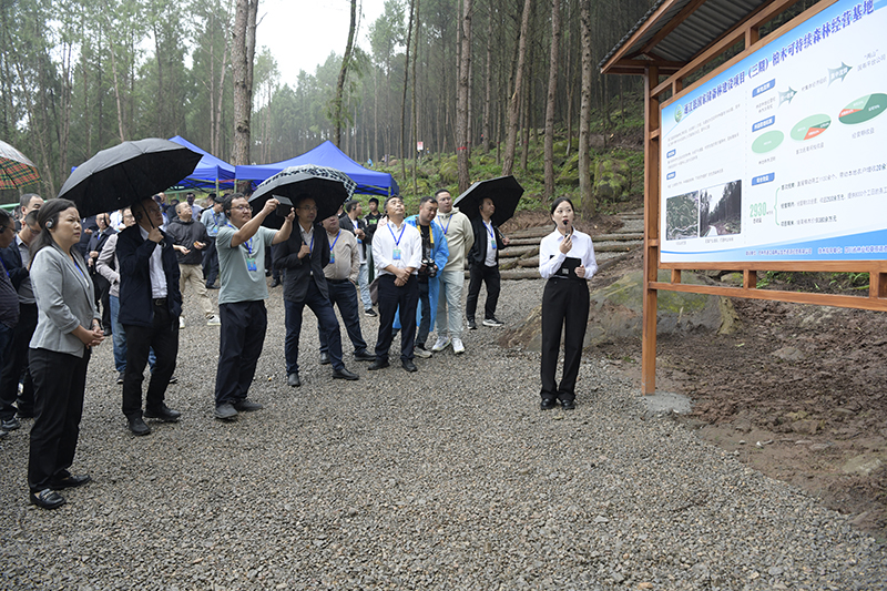 全省國家儲備林建設(shè)工作現(xiàn)場推進會參觀通江縣兩山公司項目